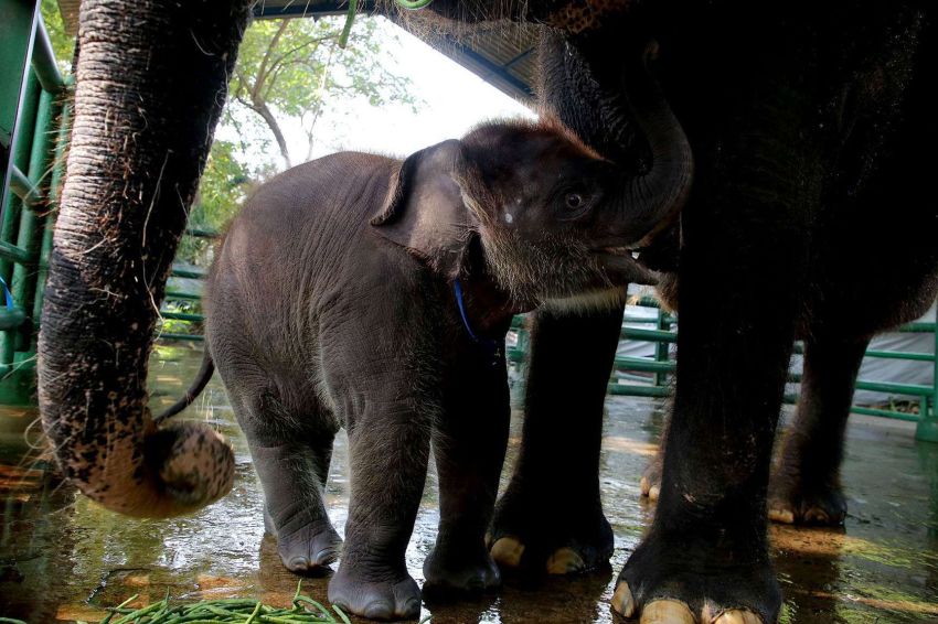 Bayi Gajah Jantan Lahir di Kebun Binatang Surabaya, Namanya Rocky Balboa!