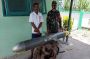 Benda Asing Mirip Drone di Selayar Dibawa Kapal Perang ke Komando Armada II TNI AL