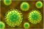 Virus Nipah Disebut Akan Menjadi Epidemi Baru, Ini Penjelasan Epidemolog!