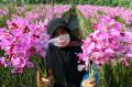 Jelang Hari Raya Idul Fitri, Permintaan Bunga Anggrek Menurun
