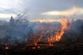 Kebakaran Lahan Gambut di Aceh Barat Meluas