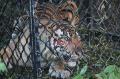 Harimau Sumatra Jalani Observasi Sebelum Pelepasliaran di Aceh