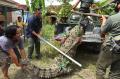 BKSDA Banten dan Warga Tangkap Buaya Muara Sepanjang 3 Meter