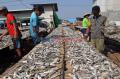 Meski Didera Pandemi Corona, Produksi Ikan Asin di Muara Angke Stabil