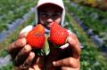Kebun Strawberry Kalisat, Wisata Alternatif di Kaki Gunung Ijen