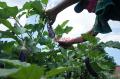 Petani Manfaatkan Lahan Kosong di Tengah Kota Makassar