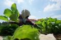 Petani Manfaatkan Lahan Kosong di Tengah Kota Makassar