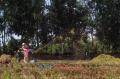 Curah Hujan Minim Tak Surutkan Semangat Petani di Purwakarta