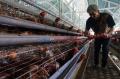 Telur Ayam Jadi Salah Satu Komoditas Penyumbang Deflasi Bulan Agustus