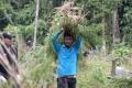 BNN Aceh Musnahkan 15 Ribu Batang Pohon Ganja