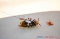 Sarang Lebah Raksasa Pembunuh Asal Asia Ditemukan di Washington