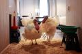Dua Kalkun Menginap di Hotel Mewah Jelang Thanksgiving AS