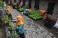 Warga Bambankerep Semarang Nikmati Panen Hasil Urban Farming