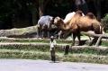 Taman Safari Bogor Batasi Jumlah Pengunjung