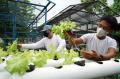 SMA Negeri 10 Makassar Latih Siswa Budidaya Tanaman Hias dan Sayuran Hidroponik