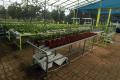 Menjadi Percontohan Urban Farming, Agro Edukasi Wisata Ragunan Siap Diresmikan