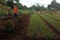 Menjadi Percontohan Urban Farming, Agro Edukasi Wisata Ragunan Siap Diresmikan