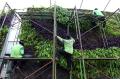 Perawatan Rutin Vertical Garden Kawasan Tugu Tani