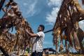 Terkendala Cuaca, Produksi Pengolahan Kulit Sapi di Makassar Menurun