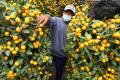 Lambang Keberuntungan, Pohon Jeruk Kim Kit Asal China Diburu Pembeli Jelang Imlek