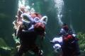 Meriahkan Imlek, Sea World Ancol Hadirkan Atraksi Barongsai di Akuarium Raksasa
