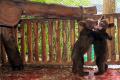 Bikin Gemes, Begini Tingkah Laku Empat Ekor Bayi Beruang Cokelat di TSI Bogor
