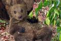 Bikin Gemes, Begini Tingkah Laku Empat Ekor Bayi Beruang Cokelat di TSI Bogor