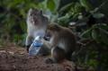 Sampah Manusia Ubah Perilaku Monyet di Suaka Margasatwa Muara Angke