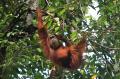 Populasi Orangutan Sumatra Terancam Punah