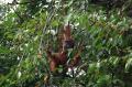 Populasi Orangutan Sumatra Terancam Punah