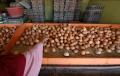 Jelang Ramadan, Harga Telur Ayam di Pasar Kecapi Merangkak Naik