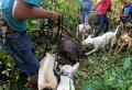 Olahraga Berburu Babi di Jambi