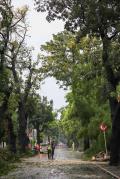 Pohon dan Tiang Listrik Ambruk Akibat Hujan Deras di Hang Tuah Raya