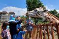 World Giraffe Day, Jerapah Baobab Safari Resort Taman Safari Prigen Dapat Hadiah Tumpeng Special