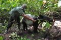 BKSDA Jambi Lepasliarkan Siamang dan Tapir di Taman Nasional Kerinci Seblat