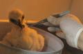 Bikin Gemes, Anak Burung Elang Jawa Ini Berhasil Ditetaskan di Lembaga Konservasi Taman Burung TMII