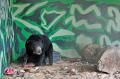 Mangsa Ternak Warga, Seekor Beruang Madu Diselamatkan BSKDA Jambi
