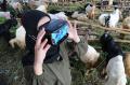 Pilih Hewan Kurban Kini Bisa Pakai Virtual Reality