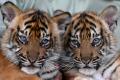 Lucunya Bayi Harimau Sumatera di Taman Safari Prigen
