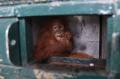 Pemulangan Orangutan Sumatera