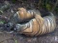 Terkena Jeratan Babi, Tiga Ekor Harimau Sumatera Mati di Hutan Gampong Ibuboeh