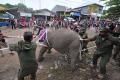 Evakuasi Anak Gajah Sumatera di Jambi