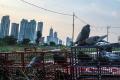 Dinasti Mini Merpati di Tengah Gedung Pencakar Langit Selatan Jakarta