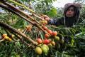 Permintaan Tinggi, Harga Kopi Arabika Petani di Aceh Meningkat