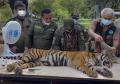 Harimau Sumatera Jalani Pemeriksaan Sebelum Dilepasliarkan