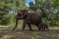 Kelahiran Bayi Gajah Sumatera di Taman Nasional Tesso Nilo Riau