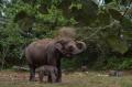 Kelahiran Bayi Gajah Sumatera di Taman Nasional Tesso Nilo Riau