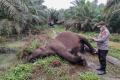 Gajah Sumatera Mati Tersengat Listrik di Kebun Sawit