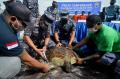 Penggagalan Penyelundupan 32 Penyu Hijau di Bali