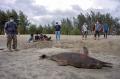 Lumba-lumba Sepanjang 2,2 Meter Ditemukan Mati di Pantai Konservasi Penyu Aroen Meubanja Aceh